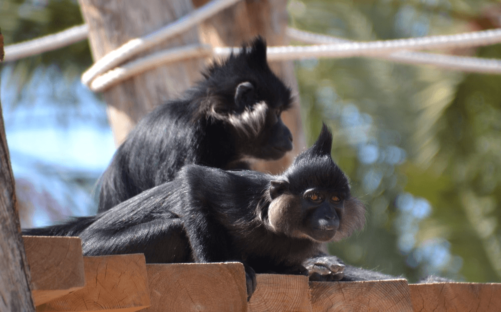 Safari de Vida Silvestre de Río Muni